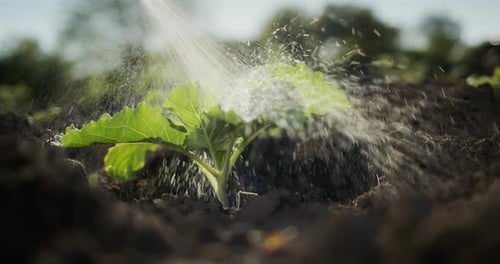 Processing Cabbage Sprouts with Pesticides