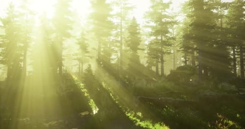 La lumière filtre à travers les grands arbres d'une forêt sereine à l'aube