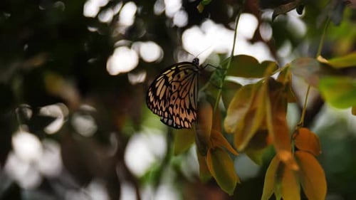 Bunter Schmetterling mit Muster auf Flügeln, der auf einem Blatt sitzt, Dolly-Rückblick