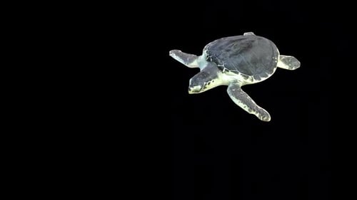 Sea Turtle Swimming on Alpha Channel Loop
