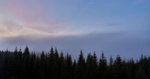 The Fog Spills Over the Spruce Forest in the Morning
