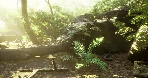 Lush Forest Undergrowth in Bright Natural Light During Early Morning