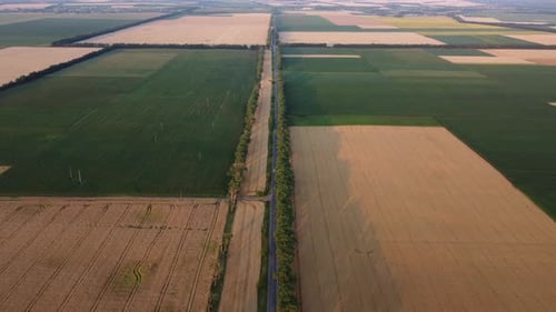 Panoramic View of Many Agricultural Fields Sown Ripe Wheat Agricultural Plants