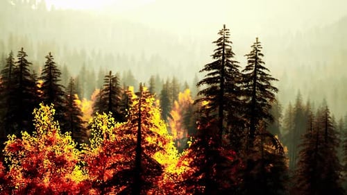 Ein Wald voller hoher Bäume