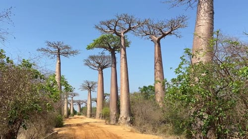 Panoramablick auf die Baobab-Allee auf Madagaskar.