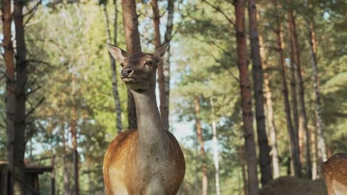 Peaceful Deer Standing in a Green Forest