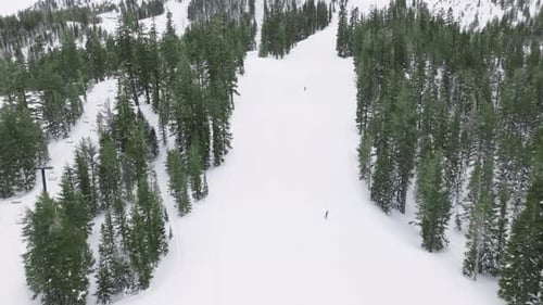 Aerial View Ski Resort Piste with People Snowboarding in Evergreen Spruce Forest