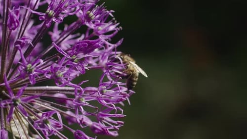 Plongez dans le monde des abeilles et des fleurs en participant au rituel intemporel de