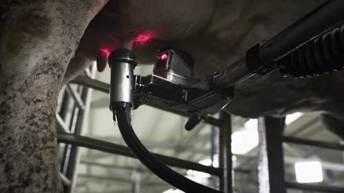 Robot automatique pour la traite des bovins au lait de vache dans l'étable
