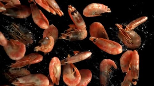 The Shrimps Fall Into the Water Filmed on a Highspeed Camera at 1000 Fps