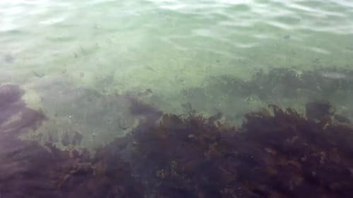 View Of The Bottom Covered With Moss And Algae Through The Clear Water - high angle shot