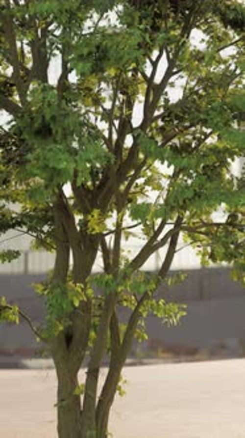 Small Tree With Green Leaves in Front of Building