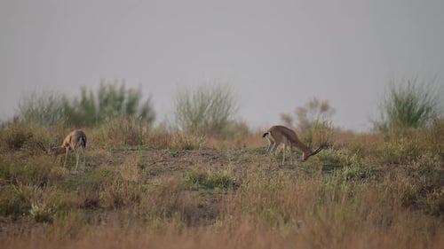 Two Gazelles Grazing in a Sunny Field