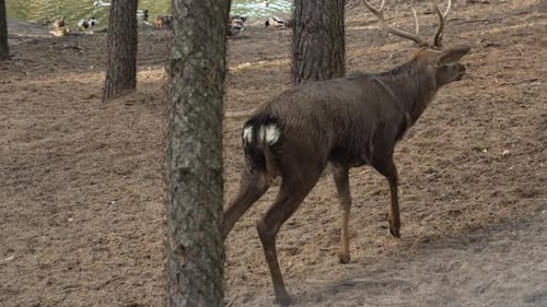 Magnificent Deer Walking Through Sunlit Forest