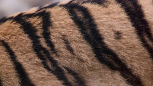 Closeup of tiger stripes and fur. image of tiger details.