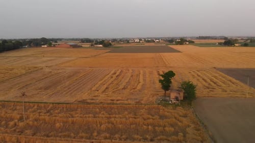Wheat crop harvested by the farming