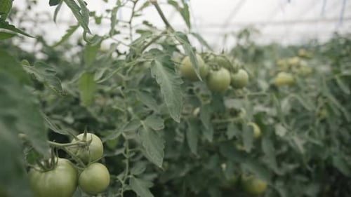 Discovering the serene beauty of green tomatoes growing in a sunlit greenhouse