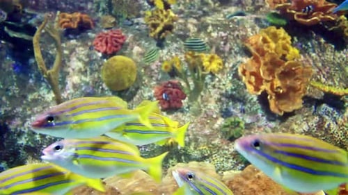 Beautiful Colorful Fishes