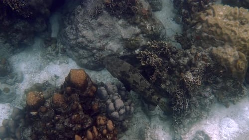Grouper Fish Swimming Among Coral on Ocean Floor