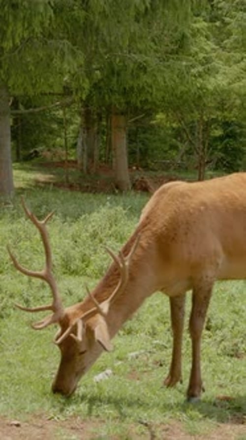 Vertical video Deer grazing in the serene mountain pastures during a sunny day