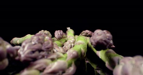Fresh Asparagus green high quality healthy vegetable super close up HQ shoot