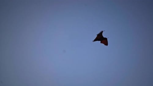 Ein Vogelschwarm fliegt vor dem Hintergrund der Wolken bei Sonnenuntergang