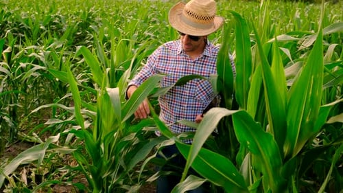 Farmer in a Corn Field Selective Focus