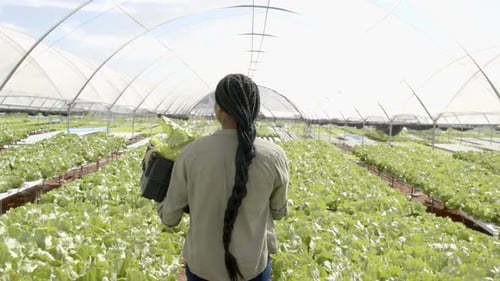 Carrying crate of lettuce, african american woman working in hydroponic farm greenhouse
