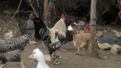 Poultry Chickens on Farm in natureHens in Free Range Farm Chickens Walking in the Farm Bird Yard