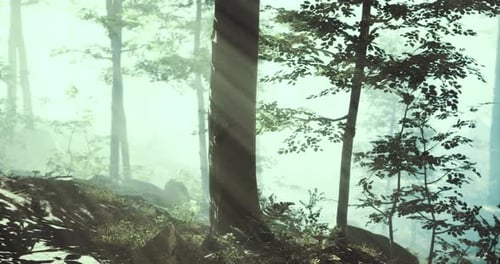 La lumière du soleil filtre à travers les arbres brumeux de la forêt, créant une atmosphère sereine