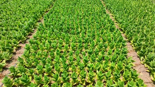 Aerial drone shot of neat tobacco beds and vibrant young plants.