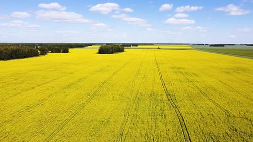 Blooming Rapeseed Field with Blue Sky and Clouds