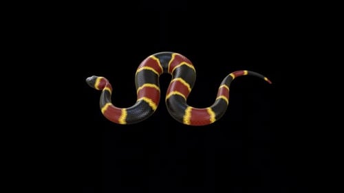 Animated Coral Snake Wiggling 3D Loop
