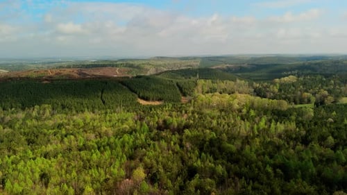 Aerial Drone View of Dense Green Forest with Lush Woodland Spring Time
