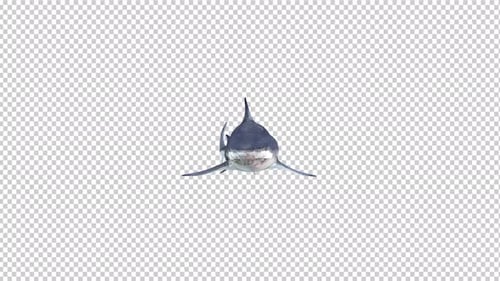 Shark Swim Transparent Background