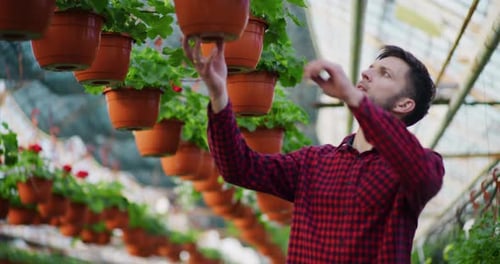 Man Inspecting Potted Plants in Tropical Greenhouse