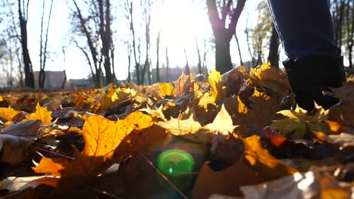 Female Feet in Boots Going on Fallen Maple Leaves at Park Legs of Young Woman Stepping on Yellow