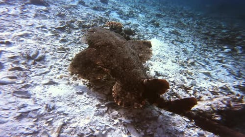 Nature, fish on sea bed and coral reef in Raja Ampat with biodiversity, ecology