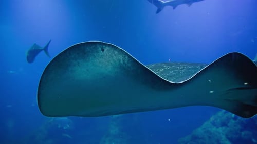 Meerestiere Ein großer schöner Stachelrochen schwimmt in blauem, klarem Wasser in einem großen Aquarium