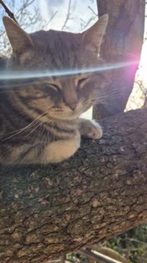 Cat Sleeping Tree Tranquil Tabby Rests on a Sturdy Branch in Warm Sunlight Peaceful Nature Scene