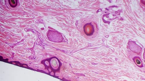 Microscopic View of Human Tissue Cells and Follicles