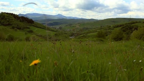 Picturesque mountain meadow with wild flowers swaying gently in the breeze in Ukraine