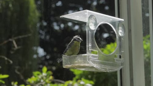 Slow Motion Blue tit flies to bird feeder, grabs seed then flies away. Day time Sunny UK Hertfordshi