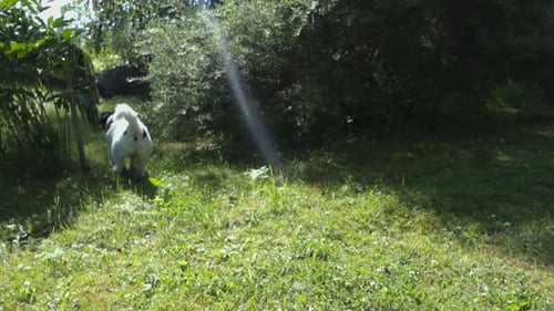 Footage of a small terrier who has black and white fur, running through some bushes in slow motion d