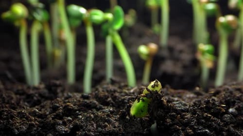 Timelapse of the Germination of a Plant Sprout From the Ground in Motion