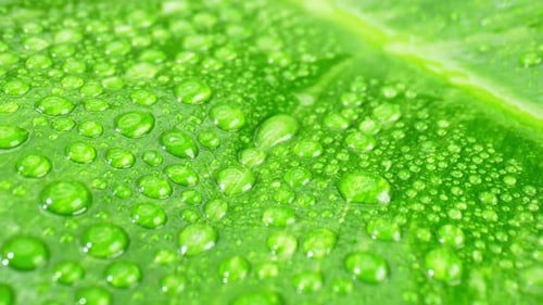 Ein Makrovideo fängt die glitzernden Wassertropfen auf nassen grünen Blättern ein.