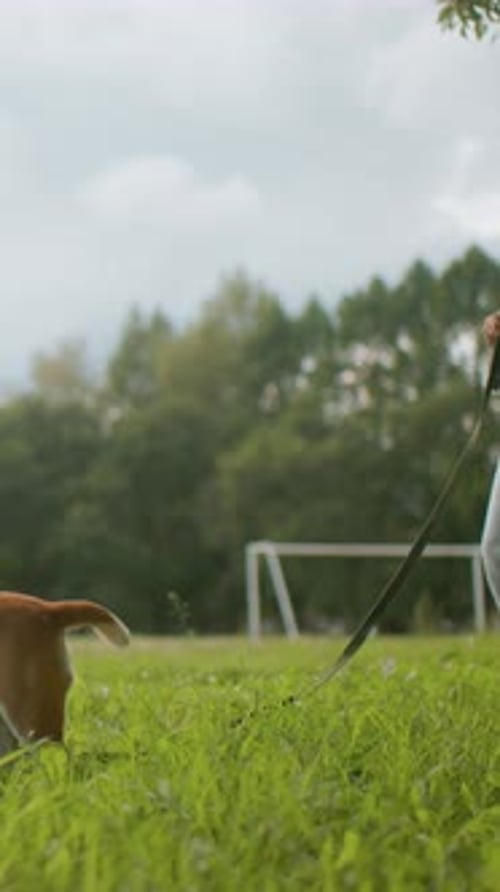 Elderly Woman Walking Mature Woman Ambles with Beagle in Park Middleaged Woman Leisurely Strolling