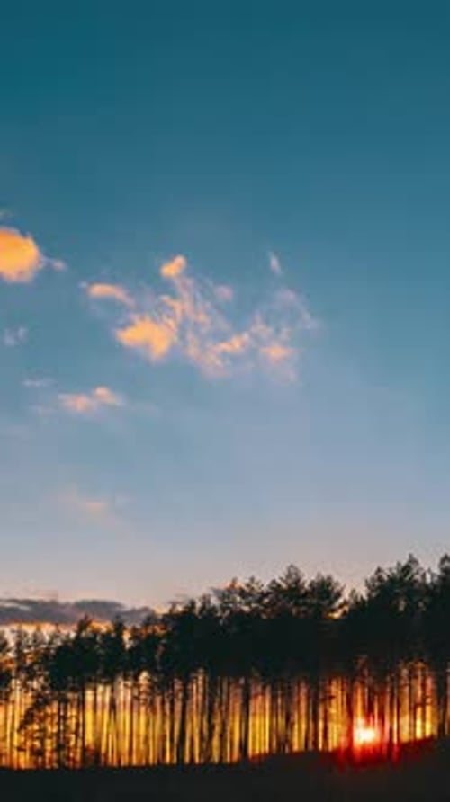 Vertical Footage Sunset In Pine Forest Sun Sunshine In Sunny Spring Coniferous Forest Sunlight Sun