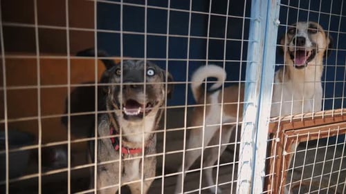Two Stray Dogs Behind a Fence in a Shelter Kennel