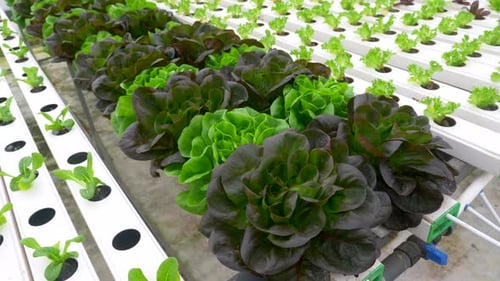 Green leafy Lettuce plants in an Hydroponic growing setting